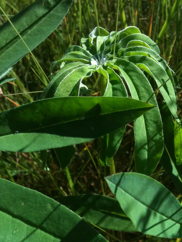 Close-up of a green leafy plant with elongated pointed leaves in tall grass, lit by sunlight; fresh natural green tones