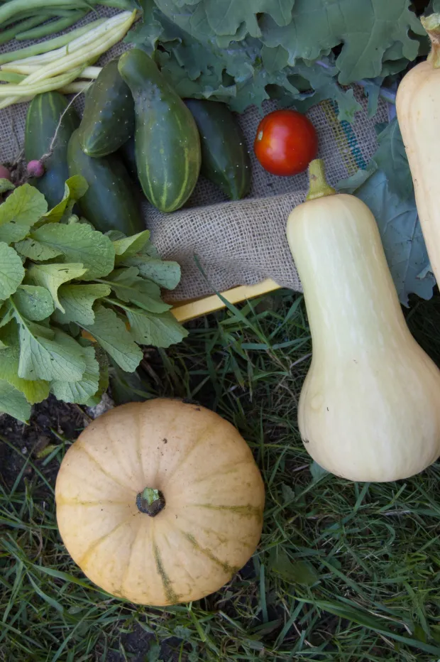 Overhead view of freshly harvested vegetables including squash, pumpkin, tomato, cucumbers, and greens laid on burlap